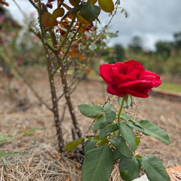 Meet your Posher, Brittany - Picture 1 of 1